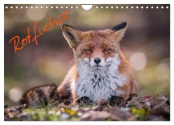 Rotfüchse (Wandkalender 2025 DIN A4 quer), CALVENDO Monatskalender - Markus van Hauten