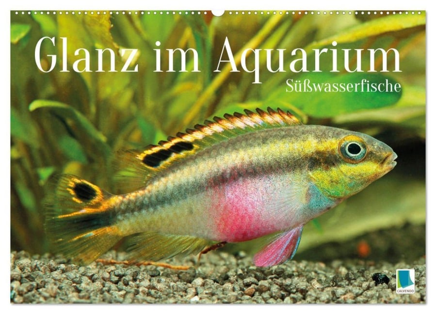 Glanz im Aquarium: Süßwasserfische (Wandkalender 2026 DIN A2 quer), CALVENDO Monatskalender - Calvendo Calvendo