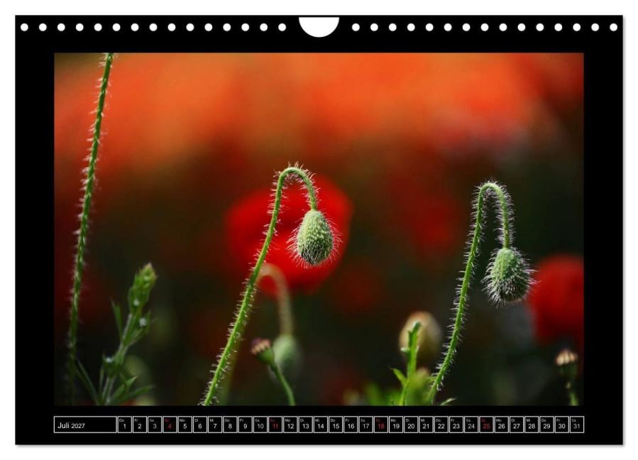 InsideView 12