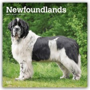 Cover-Bild zum Titel 'Newfoundlands - Neufundländer 2027 - 16-Monatskalender' von 'Browntrout Publishers'