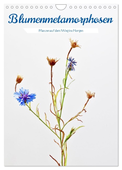 Blumenmetamorphosen (Wandkalender 2026 DIN A4 hoch), CALVENDO Monatskalender - Clemens Stenner