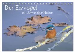 Der Eisvogel, ein Juwel der Natur (Tischkalender 2026 DIN A5 quer), CALVENDO Monatskalender - Rufotos Rufotos