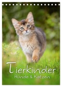 Tierkinder Hunde und Katzen (Tischkalender 2026 DIN A5 hoch), CALVENDO Monatskalender - Nicole Noack
