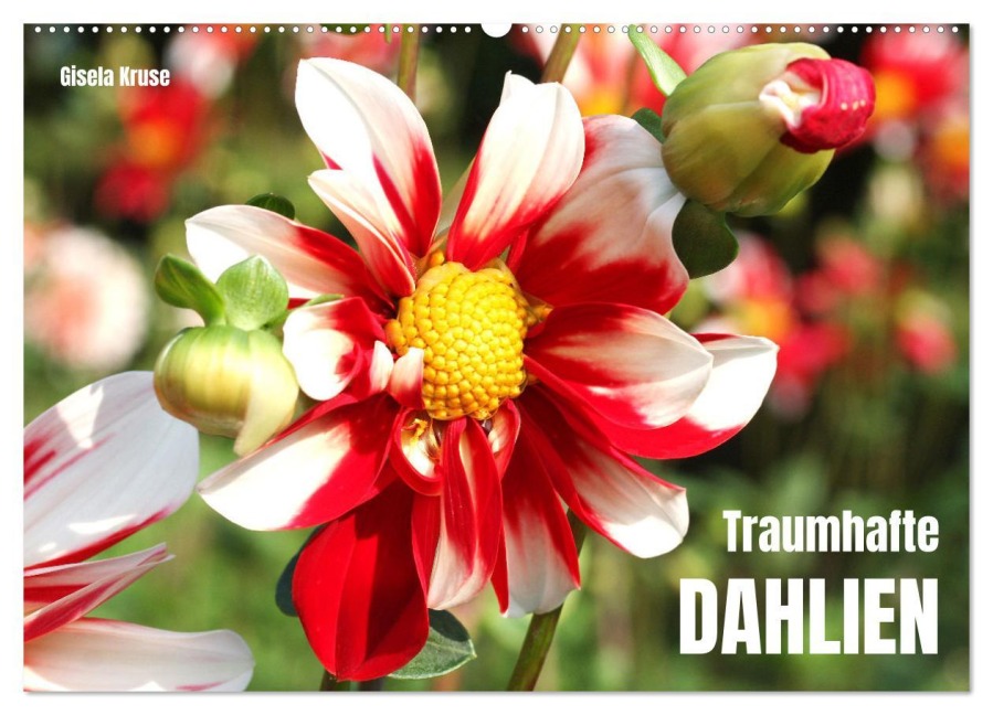 Traumhafte Dahlien (Wandkalender 2026 DIN A2 quer), CALVENDO Monatskalender - Gisela Kruse