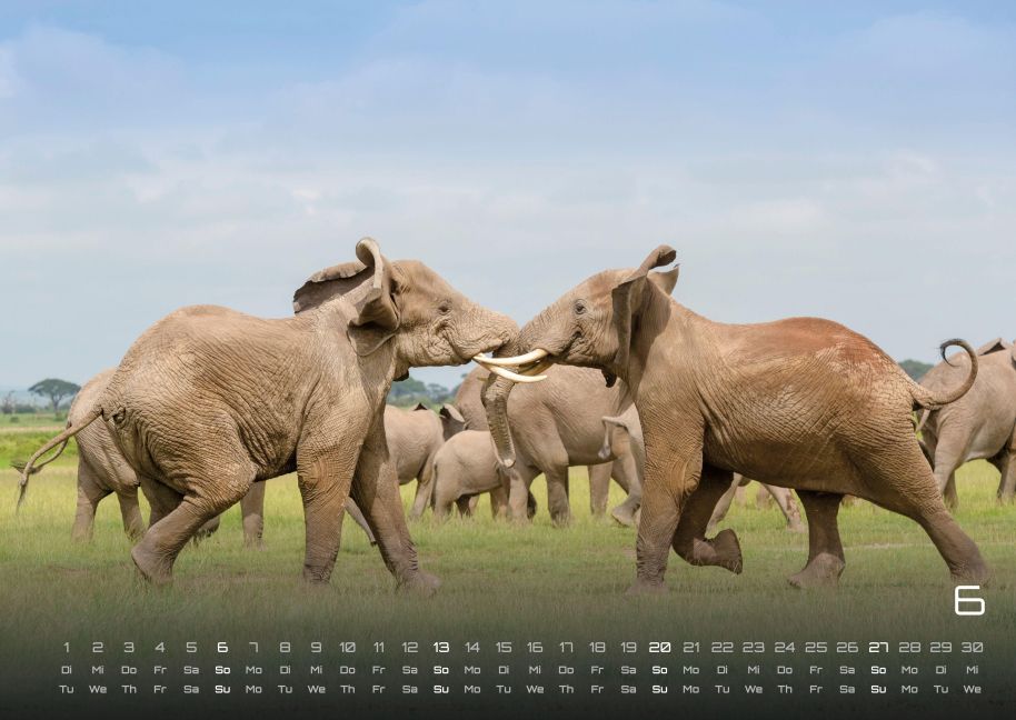 InsideView 6