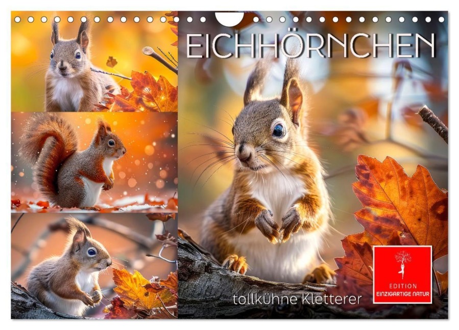 Eichhörnchen - tollkühne Kletterer (Wandkalender 2027 DIN A4 quer), CALVENDO Monatskalender - Peter Roder