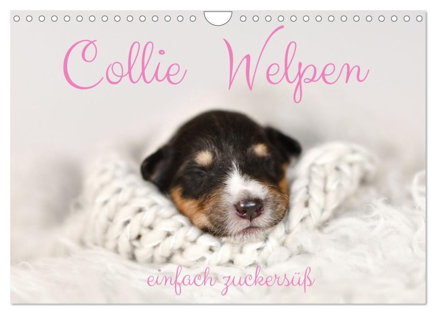 Collie Welpen einfach zuckersüß (Wandkalender 2026 DIN A4 quer), CALVENDO Monatskalender - Yvonne Janetzek
