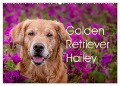 Golden Retriever Hailey Fotokalender (Wandkalender 2025 DIN A2 quer), CALVENDO Monatskalender - Daniela Hofmeister