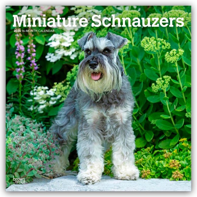 Miniature Schnauzers - Zwergschnauzer 2026 - 16-Monatskalender - Browntrout Publishers