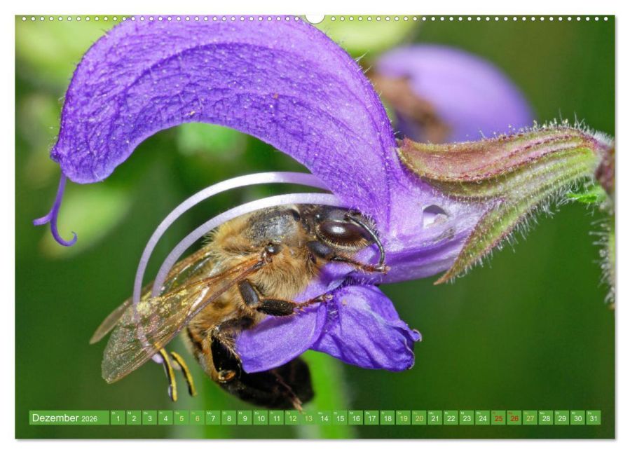 InsideView 4