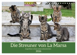 Cover-Bild zum Titel 'Die Streuner von La Marsa (Wandkalender 2026 DIN A4 quer), CALVENDO Monatskalender' von 'Peter Hennrich'