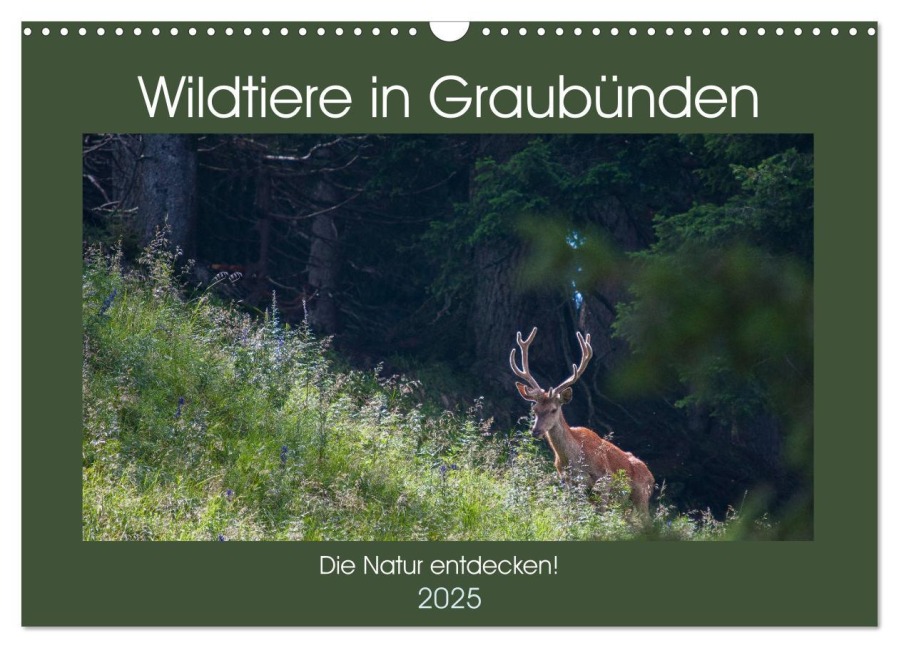 Wildtiere in Graubünden - Die Natur entdecken! (Wandkalender 2025 DIN A3 quer), CALVENDO Monatskalender - Www. Naturfoto-Plattner. Ch Jürg Plattner