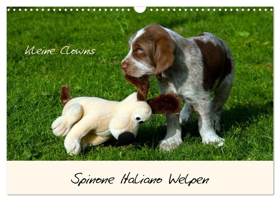 Spinone Italiano Welpen - Kleine Clowns (Wandkalender 2026 DIN A3 quer), CALVENDO Monatskalender - Silvia Drafz