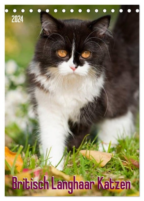 Britisch Langhaar Katzen (Tischkalender 2024 DIN A5 hoch), CALVENDO Monatskalender - Judith Dzierzawa