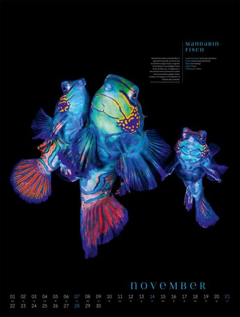 InsideView 11
