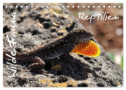 Wilde Fauna - Reptilien (Tischkalender 2024 DIN A5 quer), CALVENDO Monatskalender - Uwe Bade Ralf Emmerich