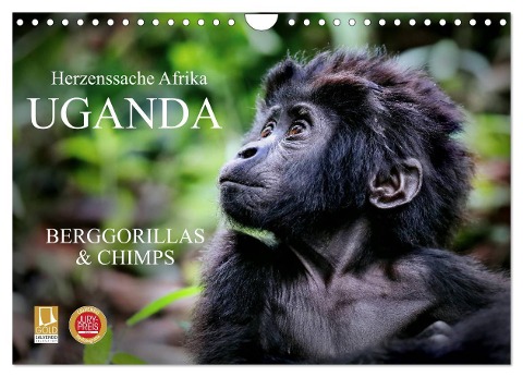 UGANDA - Berggorillas & Chimps (Wandkalender 2024 DIN A4 quer), CALVENDO Monatskalender - Wibke Woyke