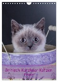 Britisch Kurzhaar Katzen - Planer (Wandkalender 2025 DIN A4 hoch), CALVENDO Monatskalender - Gabriela Wejat-Zaretzke