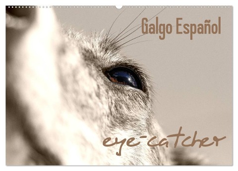 Galgo eye-catcher (Wandkalender 2025 DIN A2 quer), CALVENDO Monatskalender - Pfoten-Design Andrea Redecker