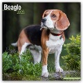 Beagle 2025 - 16-Monatskalender - Avonside Publishing Ltd
