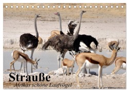Cover-Bild zum Titel 'Strauße. Afrikas schöne Laufvögel (Tischkalender 2026 DIN A5 quer), CALVENDO Monatskalender' von 'Elisabeth Stanzer'