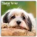 Tibetan Terrier - Tibet Terrier 2025 - 16-Monatskalender - Avonside Publishing