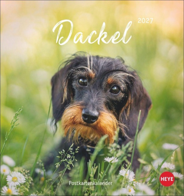Dackel Postkartenkalender 2027 - 