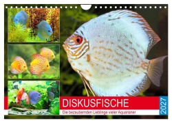 Cover-Bild zum Titel 'Diskusfische. Die bezaubernden Lieblinge vieler Aquarianer (Wandkalender 2027 DIN A4 quer), CALVENDO Monatskalender' von 'Rose Hurley'