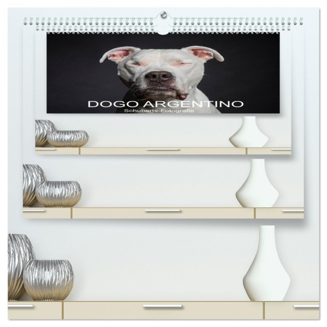 DOGO ARGENTINO (hochwertiger Premium Wandkalender 2026 DIN A2 quer), Kunstdruck in Hochglanz - Schuberts-Fotografie Schuberts-Fotografie