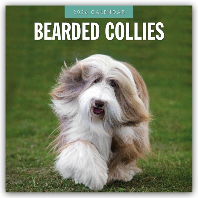 Bearded Collies - Bearded Collie 2026 - 16-Monatskalender - Robin Red