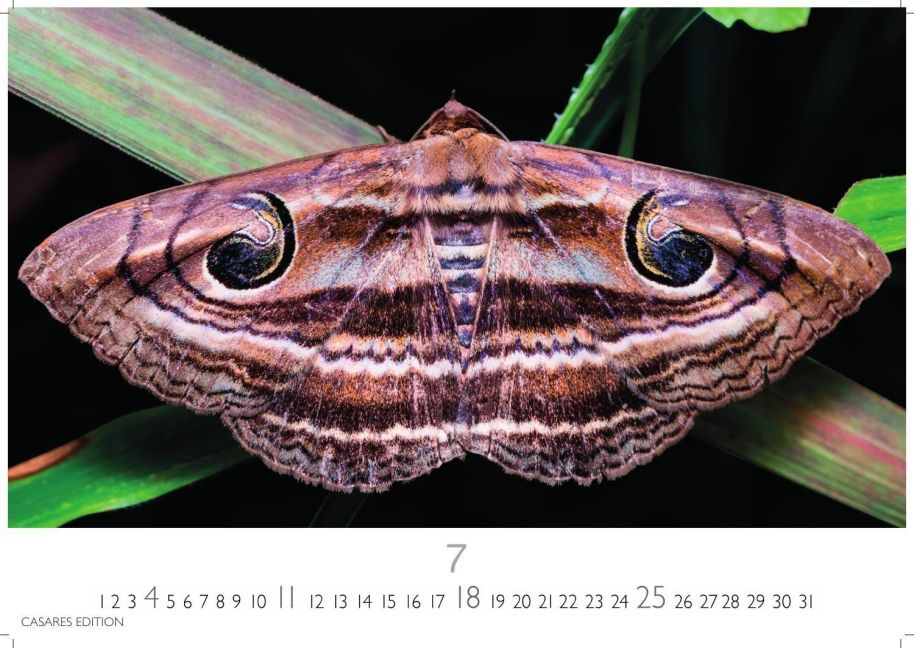 InsideView 7