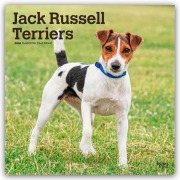 Cover-Bild zum Titel 'Jack Russel Terriers - Jack Russel Terrier 2026 - 16-Monatskalender' von 'Browntrout Publishers'