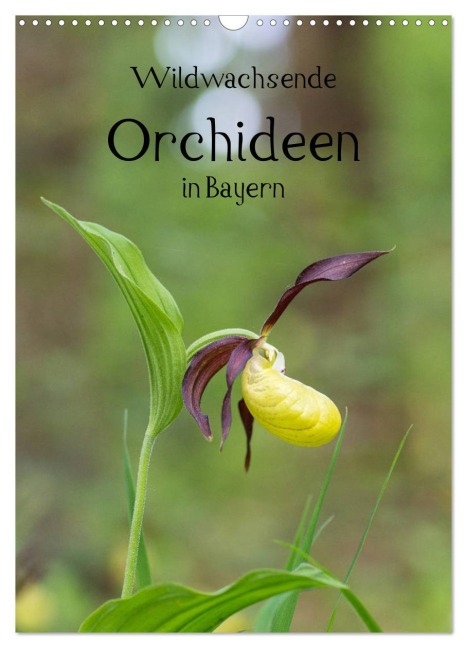Wildwachsende Orchideen in Bayern (Wandkalender 2026 DIN A3 hoch), CALVENDO Monatskalender - Christian Birzer