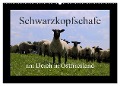 Schwarzkopfschafe am Deich in Ostfriesland (Wandkalender 2025 DIN A2 quer), CALVENDO Monatskalender - Rolf Pötsch