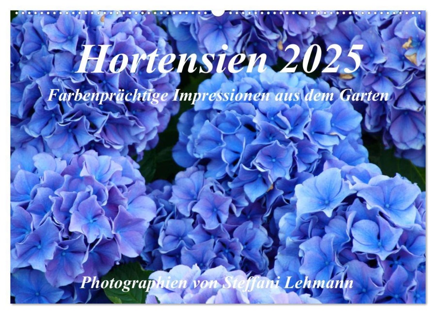 Hortensien 2025. Farbenprächtige Impressionen aus dem Garten (Wandkalender 2025 DIN A2 quer), CALVENDO Monatskalender - Steffani Lehmann