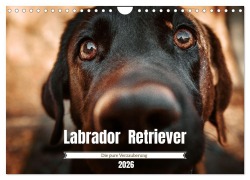 Verzauberung Labrador Retriever 2026 (Wandkalender 2026 DIN A4 quer), CALVENDO Monatskalender - Sensiebelfotografie Saskia Katharina Siebel