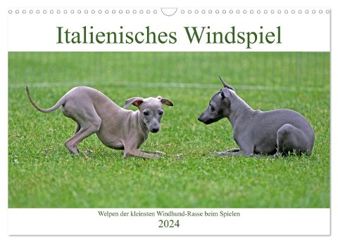 Italienisches Windspiel (Wandkalender 2024 DIN A3 quer), CALVENDO Monatskalender - Klaus Eppele