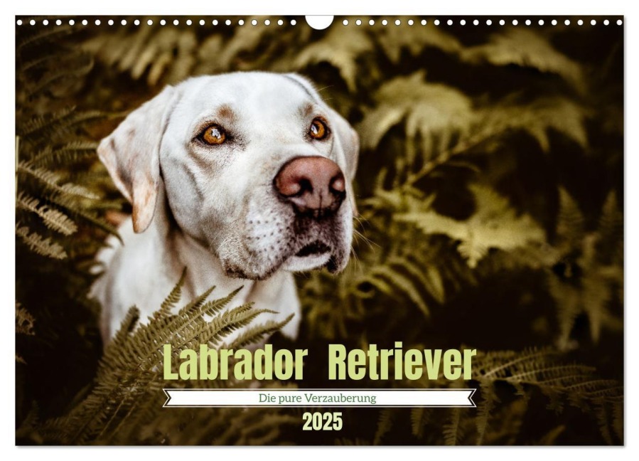 Verzauberung Labrador Retriever 2025 (Wandkalender 2025 DIN A3 quer), CALVENDO Monatskalender - Sensiebelfotografie Saskia Katharina Siebel