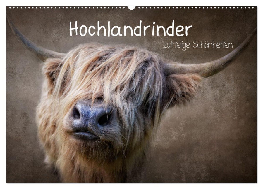 Hochlandrinder - Zottelige Schönheiten (Wandkalender 2026 DIN A2 quer), CALVENDO Monatskalender - Claudia Moeckel