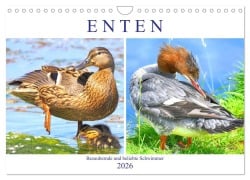 Cover-Bild zum Titel 'Enten. Bezaubernde und beliebte Schwimmer (Wandkalender 2026 DIN A4 quer), CALVENDO Monatskalender' von 'Rose Hurley'