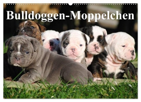 Bulldoggen-Moppelchen (Wandkalender 2024 DIN A2 quer), CALVENDO Monatskalender - Elisabeth Stanzer