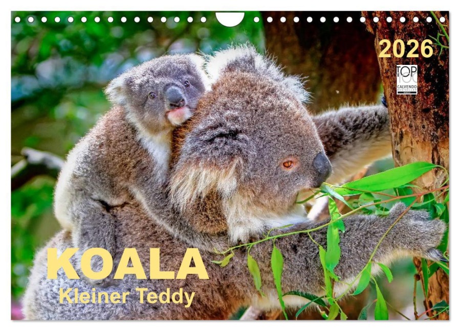 Koala - kleiner Teddy (Wandkalender 2026 DIN A4 quer), CALVENDO Monatskalender - Peter Roder