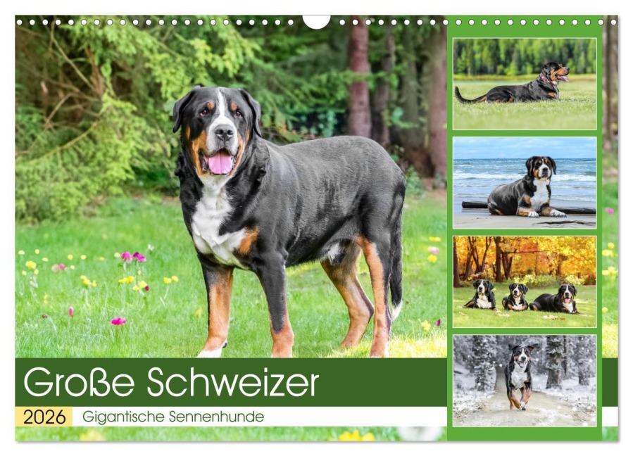 Große Schweizer - Gigantische Sennenhunde (Wandkalender 2026 DIN A3 quer), CALVENDO Monatskalender - Jana K. Fotografie
