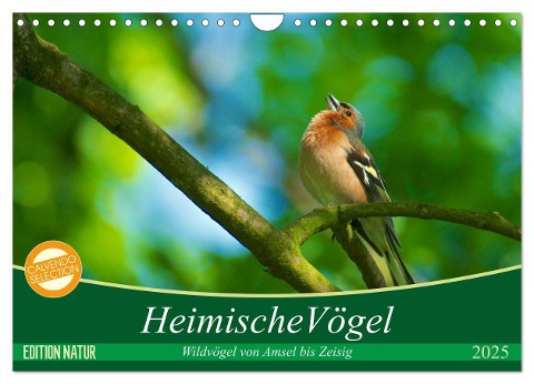 Heimische Vögel (Wandkalender 2025 DIN A4 quer), CALVENDO Monatskalender - Ralf Mooß