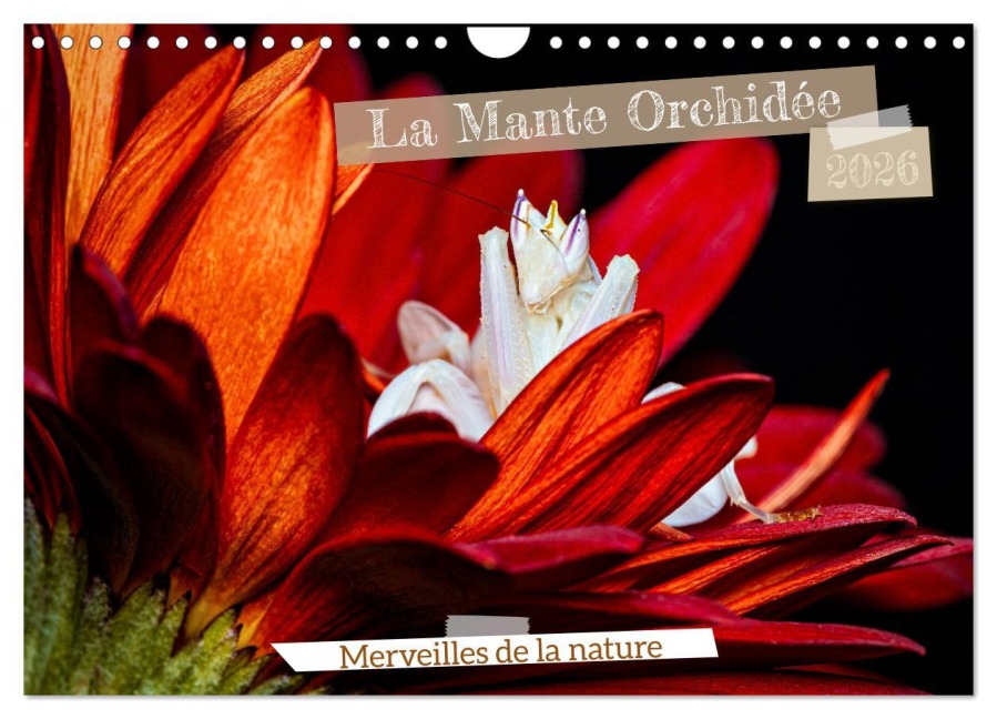 La Mante Orchidée (Calendrier mural 2026 DIN A4 vertical), CALVENDO calendrier mensuel - Roland Brack