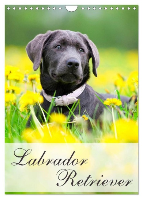 Labrador Retriever (Wandkalender 2027 DIN A4 hoch), CALVENDO Monatskalender - Nicole Noack