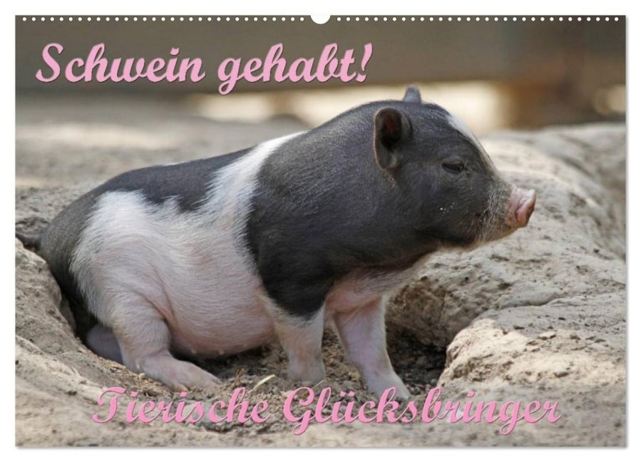 Schwein gehabt! (Wandkalender 2026 DIN A2 quer), CALVENDO Monatskalender - Antje Lindert-Rottke