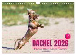 Cover-Bild zum Titel 'DACKEL 2026 Frech und Liebenwert (Wandkalender 2026 DIN A4 quer), CALVENDO Monatskalender' von 'Annett Mirsberger Tierpfoto'