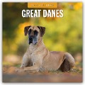 Great Danes - Deutsche Dogge 2025 - 16-Monatskalender - 