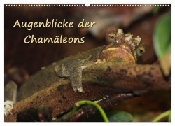 Cover-Bild zum Titel 'Augenblicke der Chamäleons (Wandkalender 2026 DIN A2 quer), CALVENDO Monatskalender' von 'Chawera Chawera'
